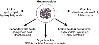 IgA in human health and diseases: Potential regulator of commensal microbiota